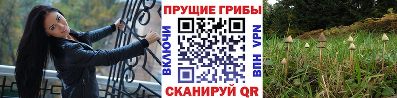 Галлюциногенные грибы Psilocybe  Данилов 